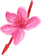 flower11
