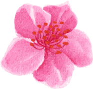 flower13
