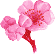 flower5
