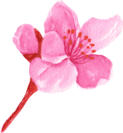 flower8